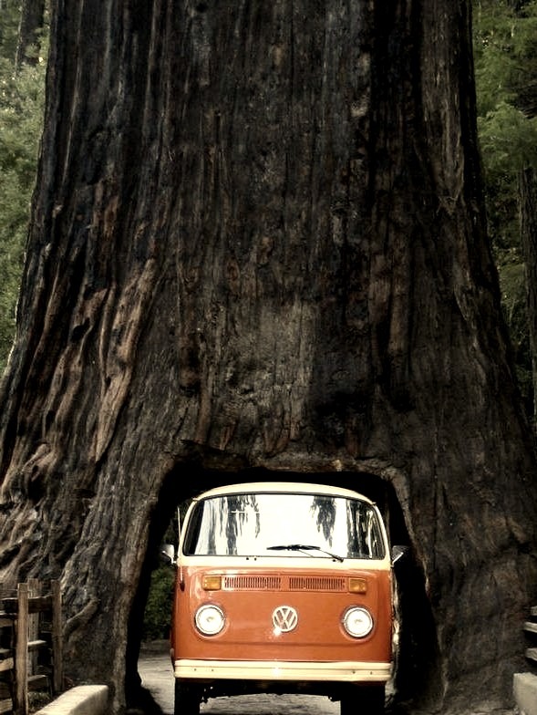 Sequoia Drive Thru, California 