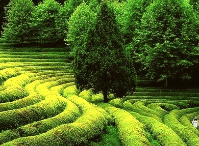 Green Tea Field, South Korea
