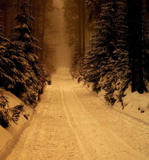 Dark Winter Forest, Poland